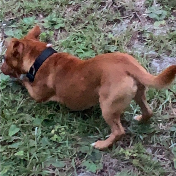 Meet your Posher, Chloe - Picture 1 of 1